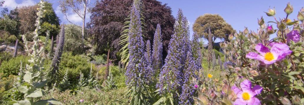 Ventnor's unique microclimate is home to a wonderful array of plants and botanicals