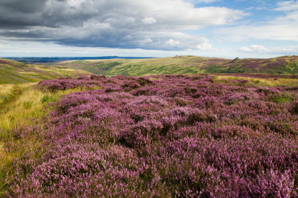 Heather across the moors Northumberland