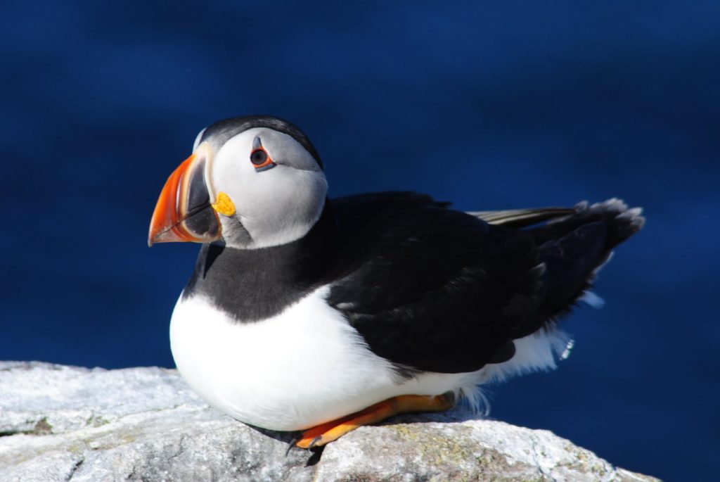 Puffin sat on a rock